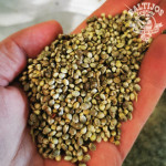 Kanapės Hemp Seeds