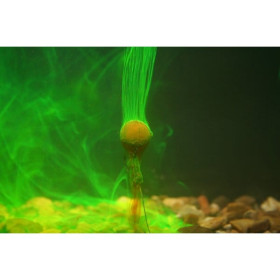 copy of Kiana Carp Tutti Frutti Smoke