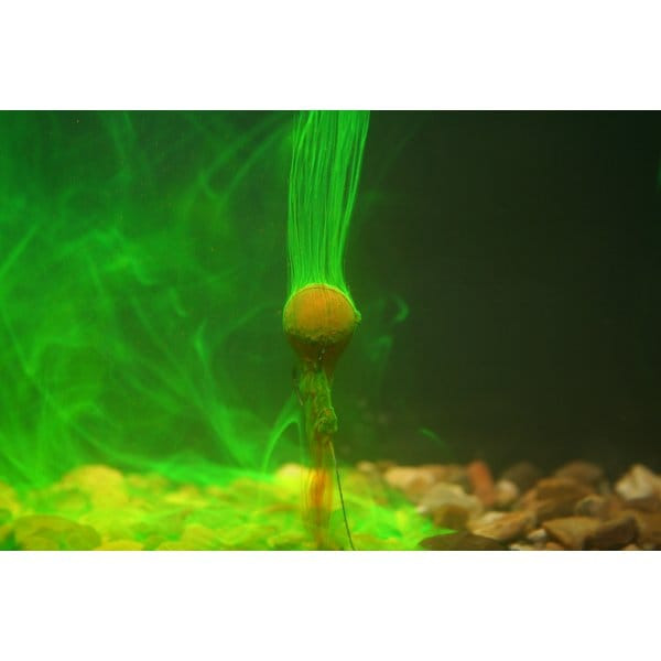 Kiana Carp Almond Smoke