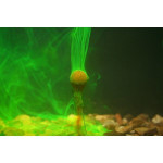 Kiana Carp Almond Smoke