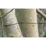 Pastogė Fox Camolite Tarp